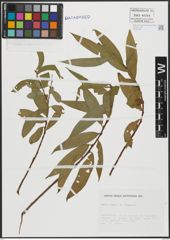 Foto von Salix alba L. x Salix fragilis L.